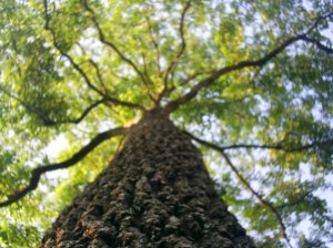 SAMSUNG DIGITAL CAMERA